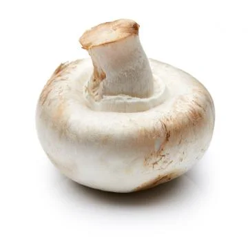Mushroom Stock Photos