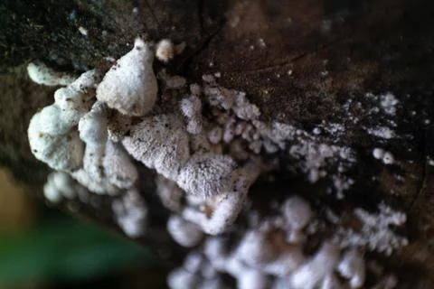 Mushroom Stock Photos