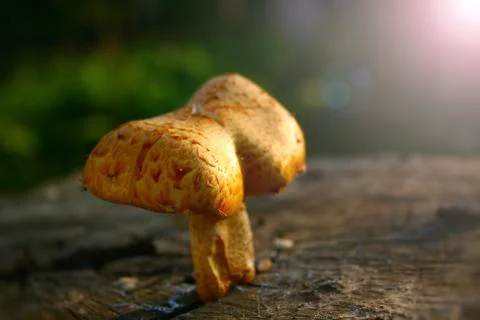 Mushroom Stock Photos