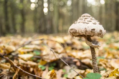 Mushroom Stock Photos