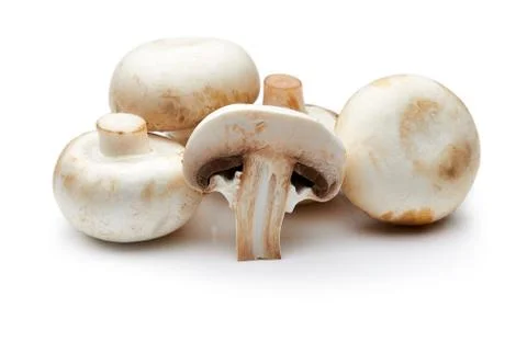 Mushroom Stock Photos