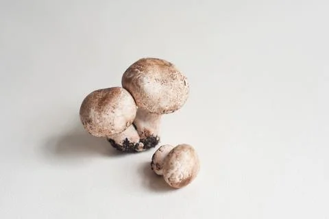 Mushroom Stock Photos