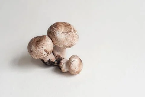Mushroom Stock Photos