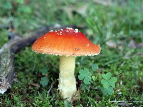 Mushroom Stock Photos