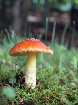 Mushroom Stock Photos