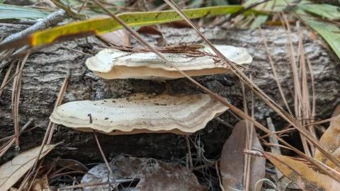Mushroom Stock Photos