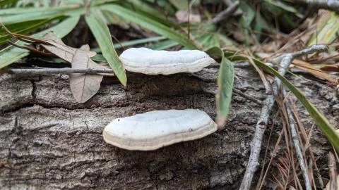 Mushroom Stock Photos
