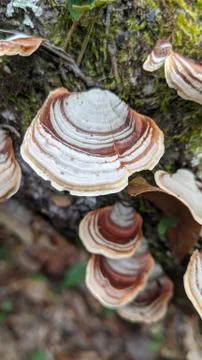 Mushroom Stock Photos