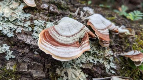 Mushroom Stock Photos