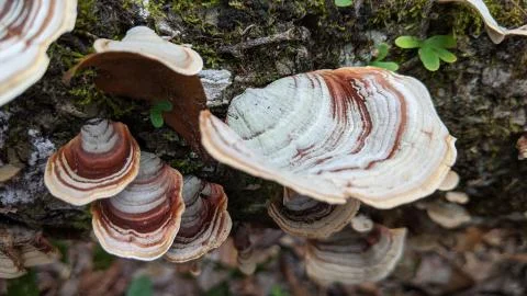 Mushroom Stock Photos
