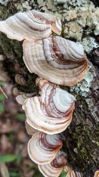Mushroom Stock Photos