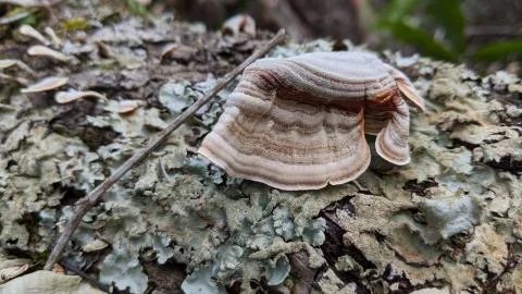 Mushroom Foto stock