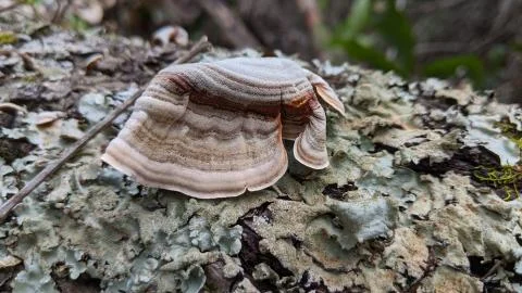 Mushroom Stock Photos