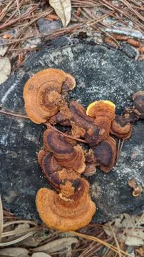 Mushroom Stock Photos