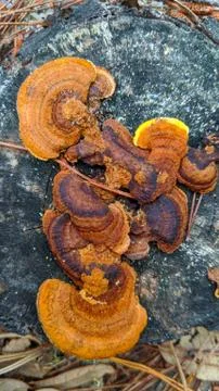 Mushroom Stock Photos