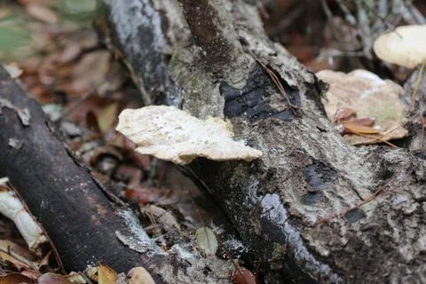 Mushroom Stock Photos