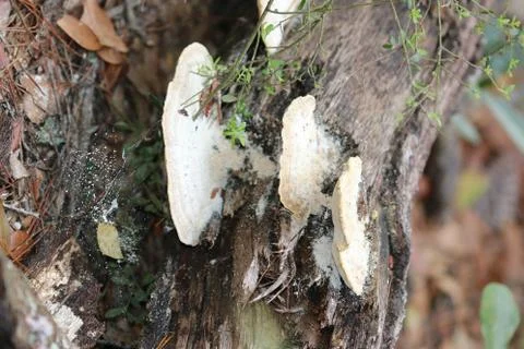 Mushroom Stock Photos