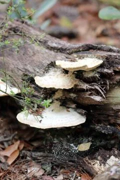 Mushroom Stock Photos