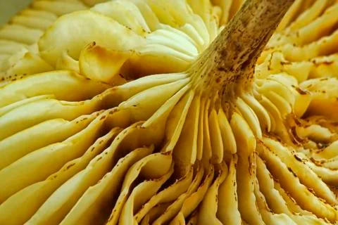 Mushroom Stock Photos