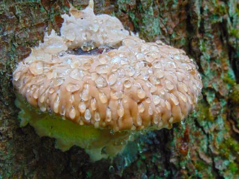 Mushroom Stock Photos