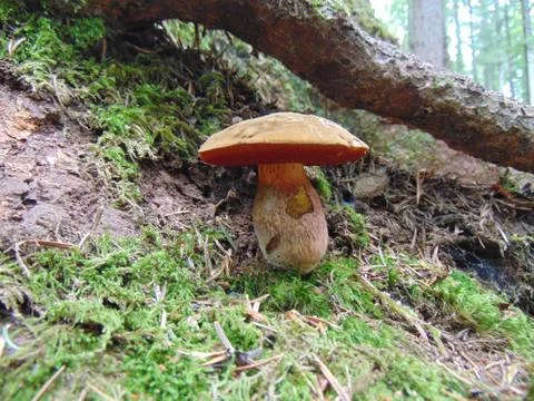 Mushroom 写真素材