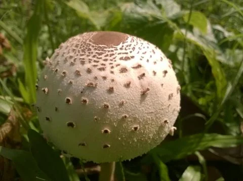 Mushroom Stock Photos
