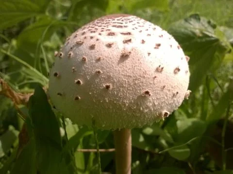 Mushroom Stock Photos