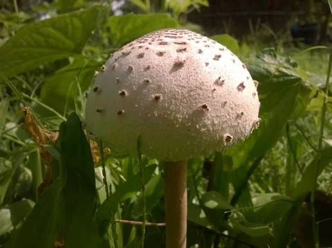 Mushroom Stock Photos