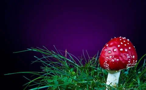 Mushroom Stock Photos