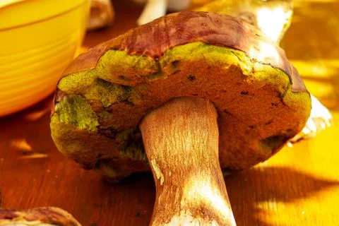 Mushroom Stock Photos