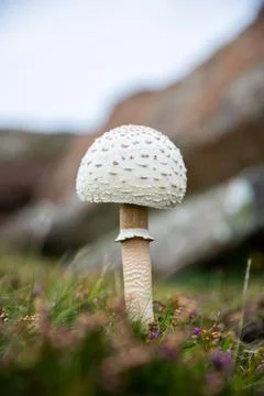 Mushroom Stock Photos