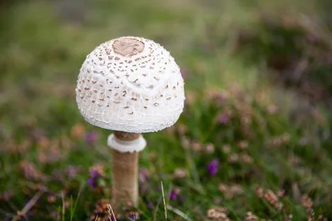 Mushroom Stock Photos