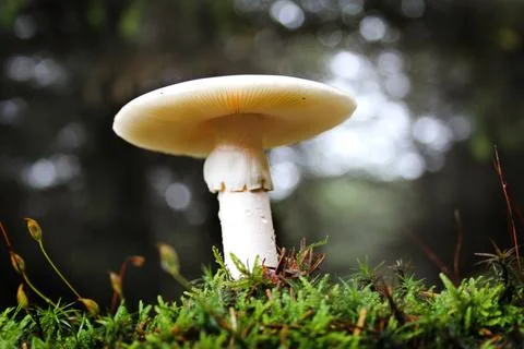 Mushroom Stock Photos