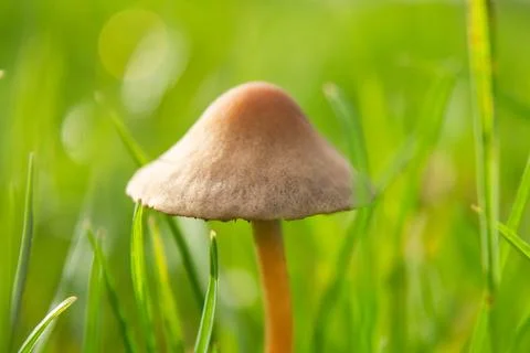 Mushroom Stock Photos