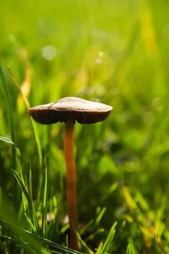 Mushroom Stock Photos