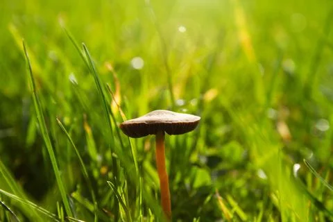Mushroom 스톡 사진