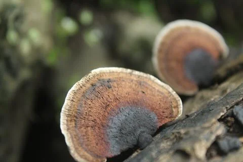 Mushroom Stock Photos