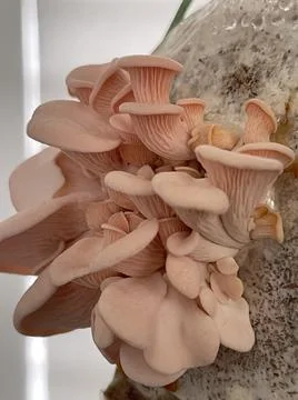 Mushroom Stock Photos