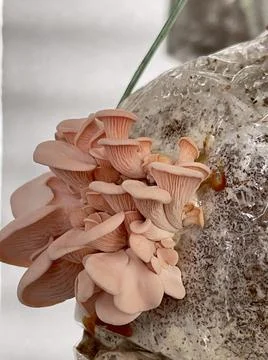 Mushroom Stock Photos