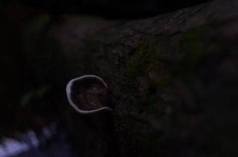 Mushroom Stock Photos