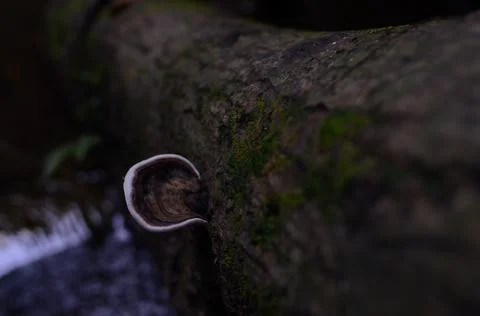 The mushroom Stock Photos