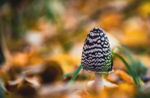 Mushroom Stock Photos