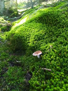 Mushroom Stock Photos