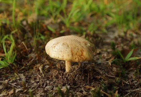 Mushroom Stock Photos