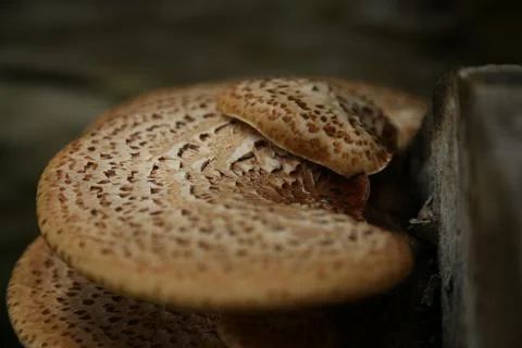 Mushroom Stock Photos