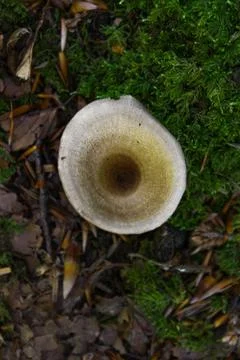 Mushroom Stock Photos