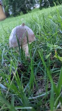 Mushroom Stock-Fotos