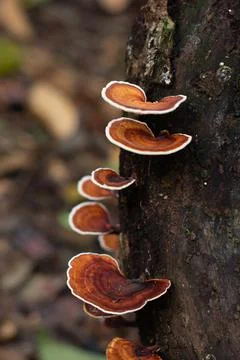 Mushroom Stockfoto's