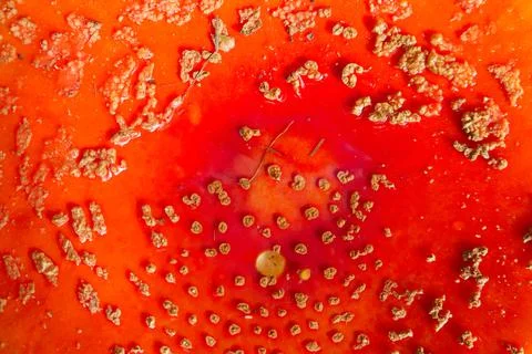 Mushroom Stock Photos