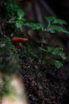 Mushroom Stock Photos